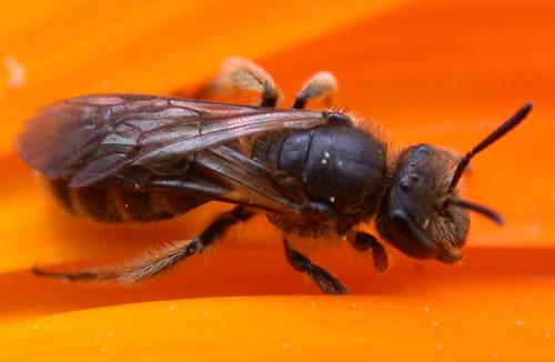 Réf. 1 668 : Lasioglossum sp.