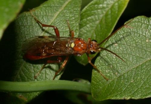 Tenthredopsis sp.