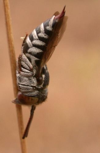Réf. 1 350 : Coelioxys sp.