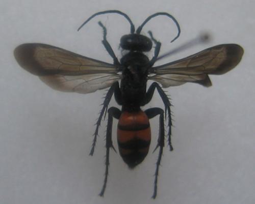Réf. 1 665 : Anoplius viaticus