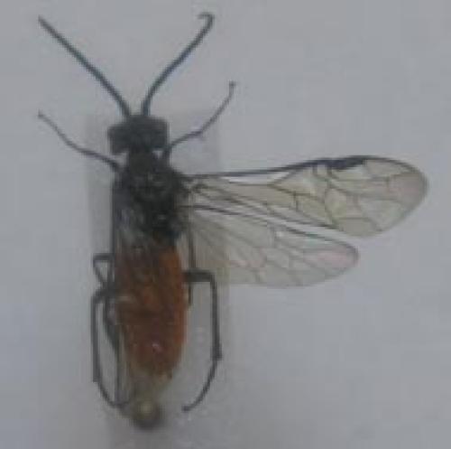 Dolerus sp.