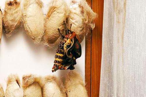 Attacus atlas
