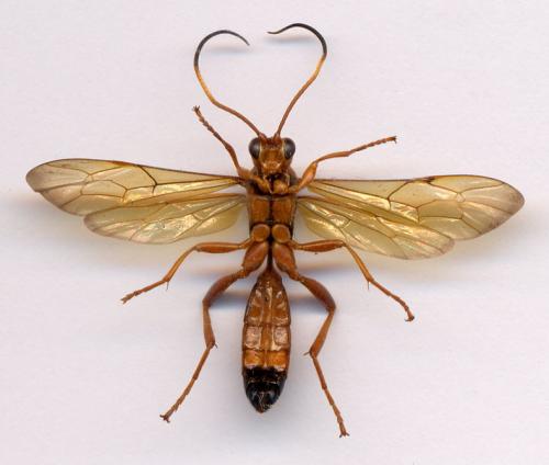 Réf. 1 464 : Lymantrichneumon disparis