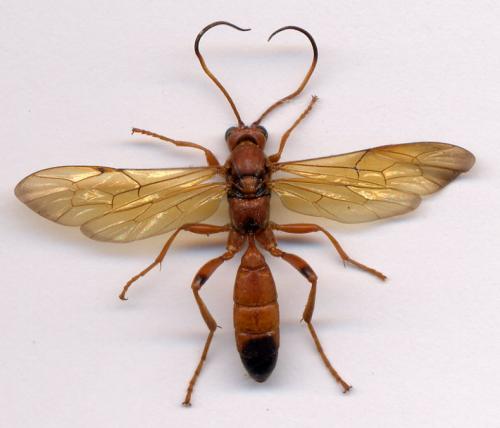 Réf. 1 463 : Lymantrichneumon disparis