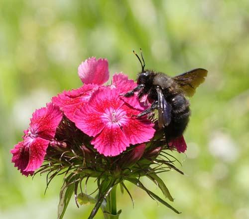 Xylocopa violacea
