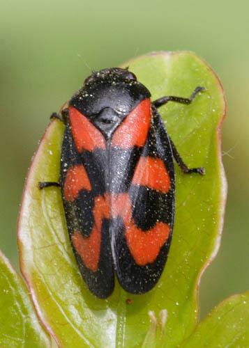 Cercopis vulnerata