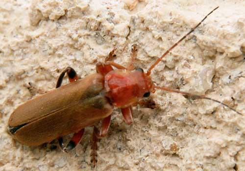 Cantharis livida