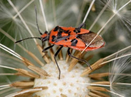 Corizus hyoscyami hyoscyami
