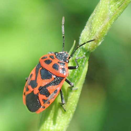 Eurydema ornata