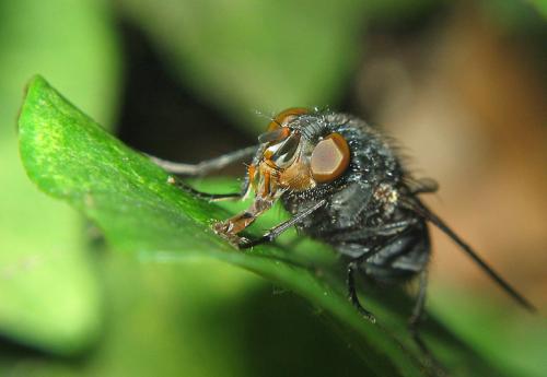 Réf. 1 939 : Calliphora vicina