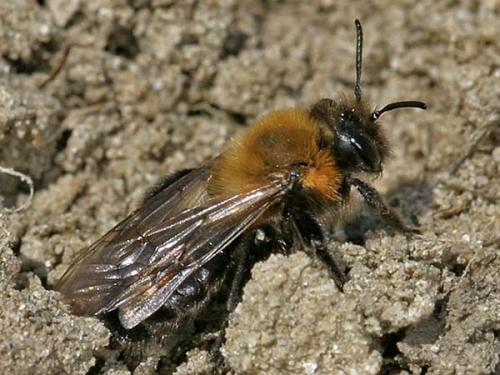Réf. 1 481 : Andrena thoracica