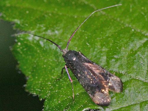 Adela sp.