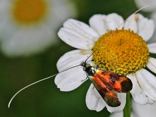 Nemophora sp.