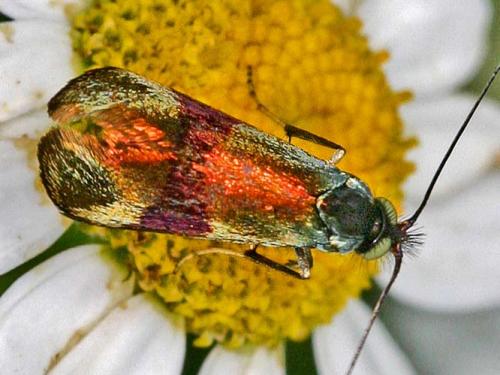 Réf. 1 167 : Nemophora sp.