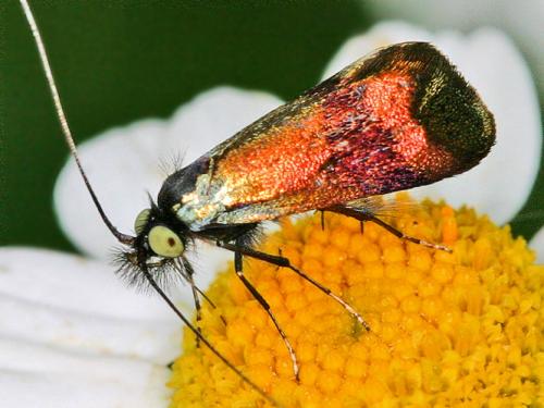 Nemophora sp.