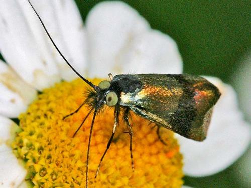 Nemophora sp.