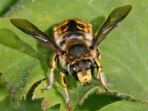Réf. 1 416 : Anthidium manicatum