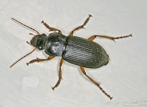 Réf. 1 178 : Pseudoophonus rufipes
