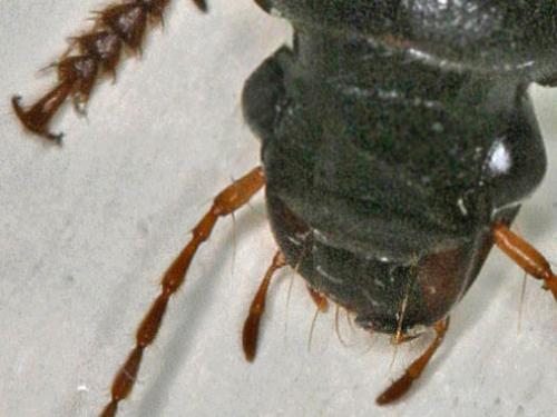 Réf. 1 179 : Pseudoophonus rufipes