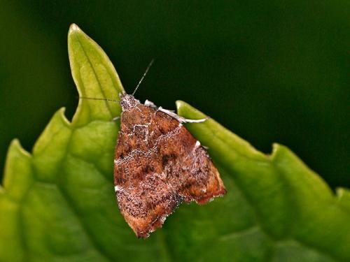 Réf. 1 221 : Choreutis nemorana