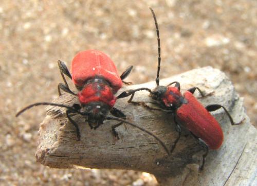 Pyrrhidium sanguineum