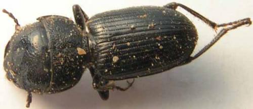 Dixus clypeatus