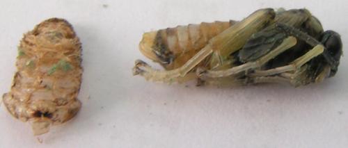 Macrophya montana