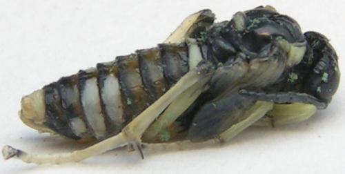 Réf. 1 704 : Macrophya montana