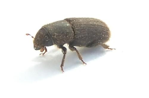 Réf. 1 396 : Hylurgus ligniperda