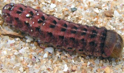 Aporophyla australis