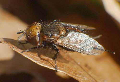 Gonia sp.