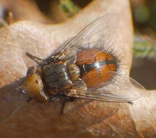 Gonia sp.