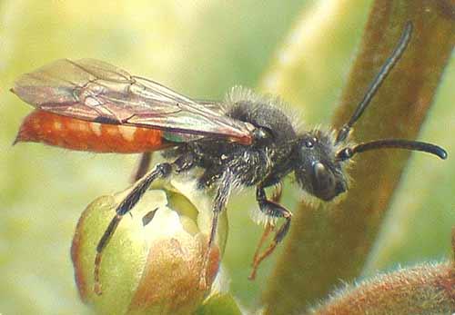 Nomada fabriciana