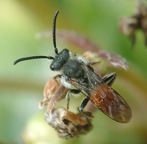 Nomada fabriciana
