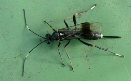 Réf. 1 116 : Cryptinae inconnu