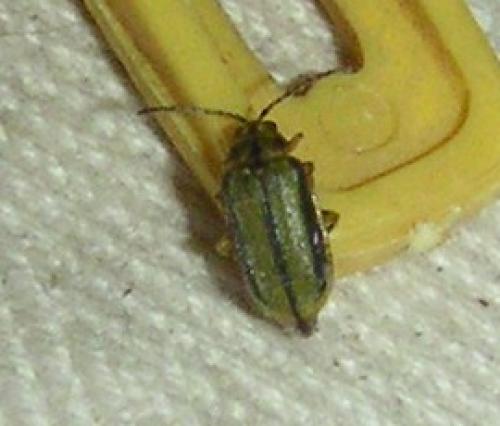 Xanthogaleruca luteola