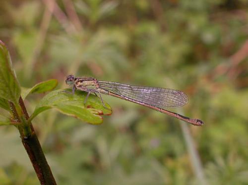 Ischnura elegans