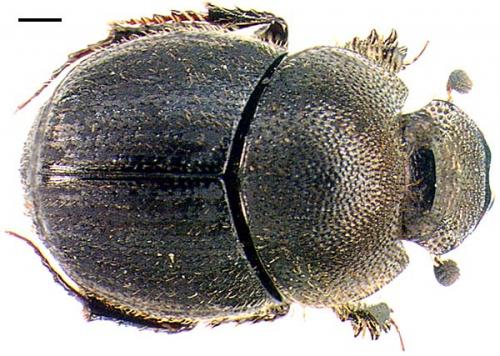 Onthophagus joannae