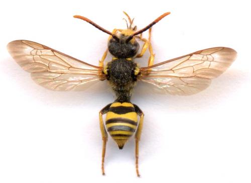 Nomada sp.