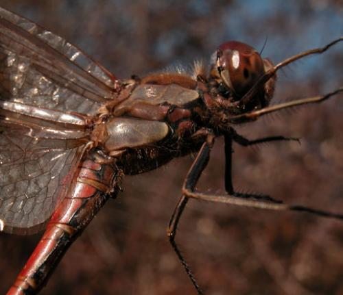 Sympetrum striolatum