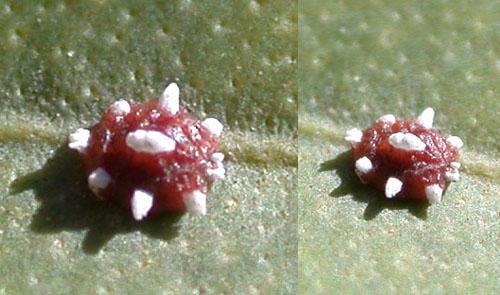 Réf. 1 091 : Ceroplastes sinensis