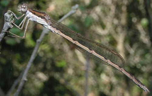 Réf. 1 230 : Sympecma fusca