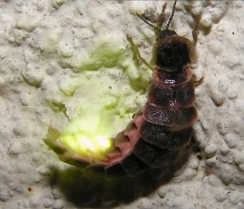 Lampyris noctiluca