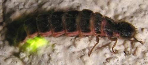 Lampyris noctiluca