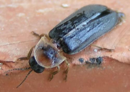 Lampyris noctiluca