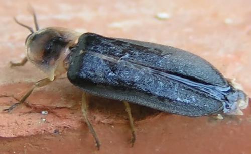 Lampyris noctiluca