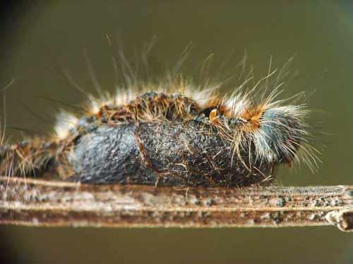Lasiocampa quercus