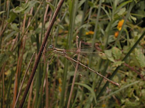 Réf. 1 284 : Lestes barbarus