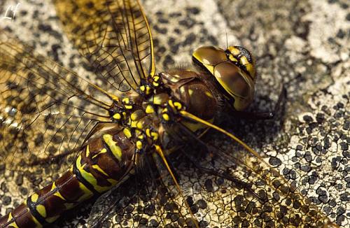 Aeshna juncea