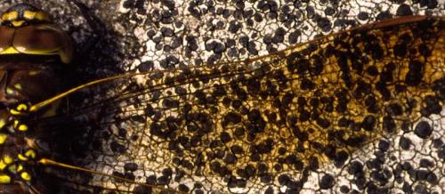 Aeshna juncea